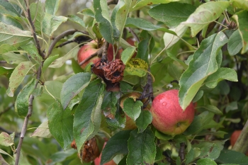 Naar de appelboerderij Hof 't klokhuis