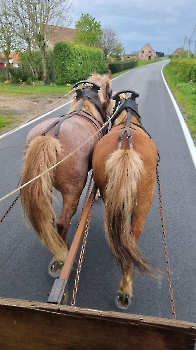 Samen op de boerderij